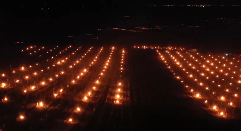 “날씨가 미쳤다! ③” 우려가 현실로…-3도에 무너진 프랑스 와인 농가