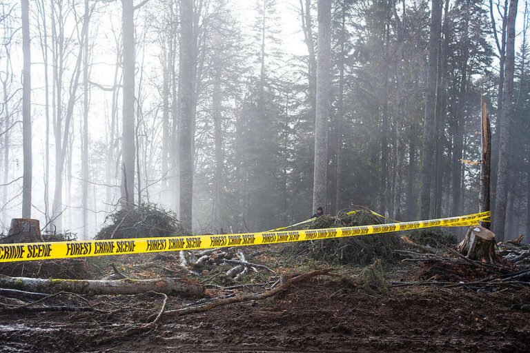 ‘우드 마피아’ 이케아, 초당 한그루..루마니아 원시림을 파괴한다